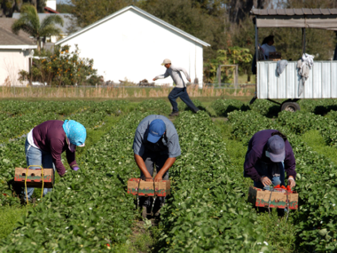 Visa Sponsorship Fruit Farm Worker Jobs in Canada 2024 | $30-35/hr