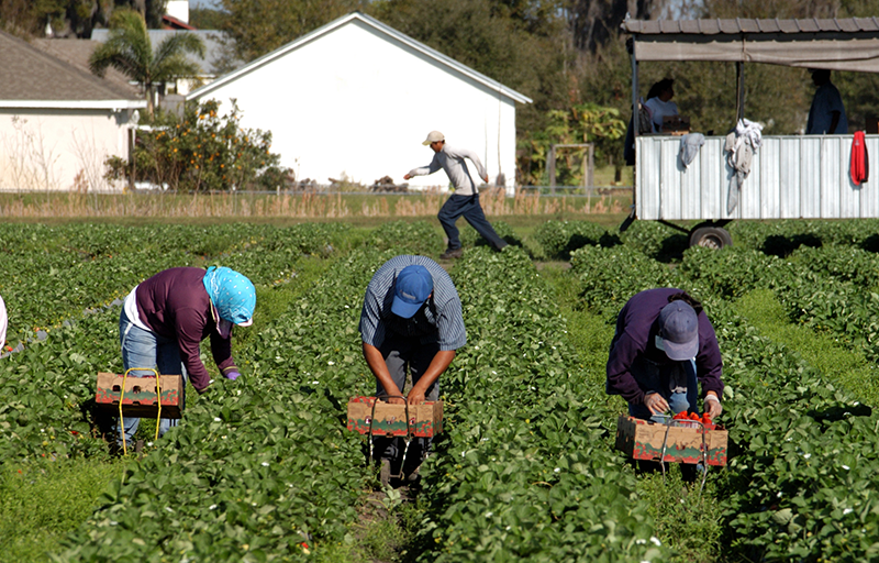 Visa Sponsorship Fruit Farm Worker Jobs in Canada 2024 | $30-35/hr